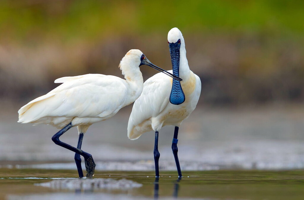 black-faced spoonbill, Taijiang National Park, Taiwan