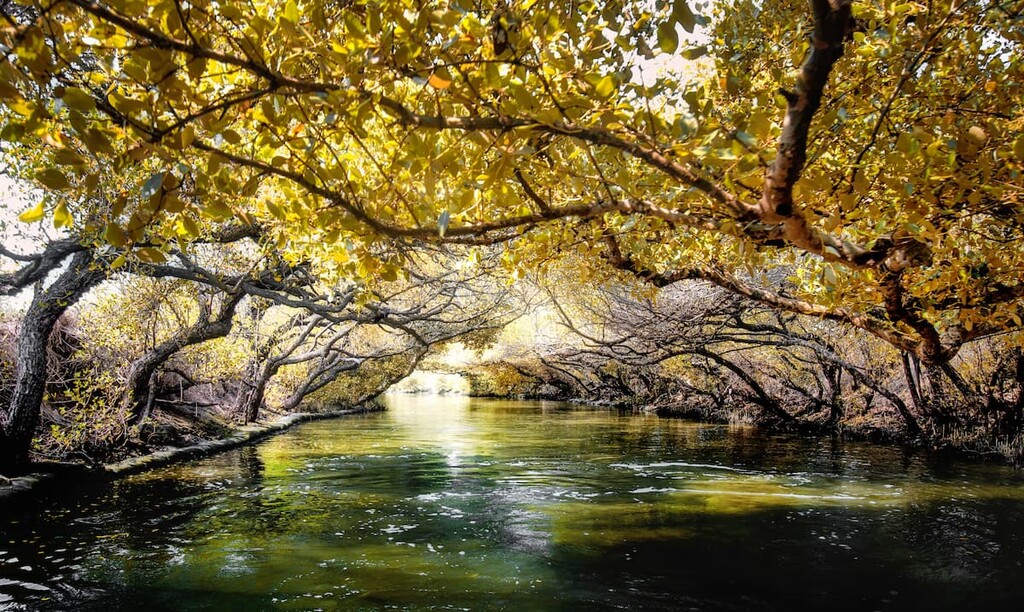 Forest, Taijiang National Park, Taiwan