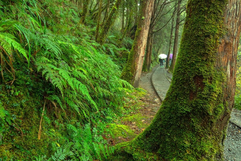 Forest Trail, Taipingshan National Forest Recreation Area, Taiwan