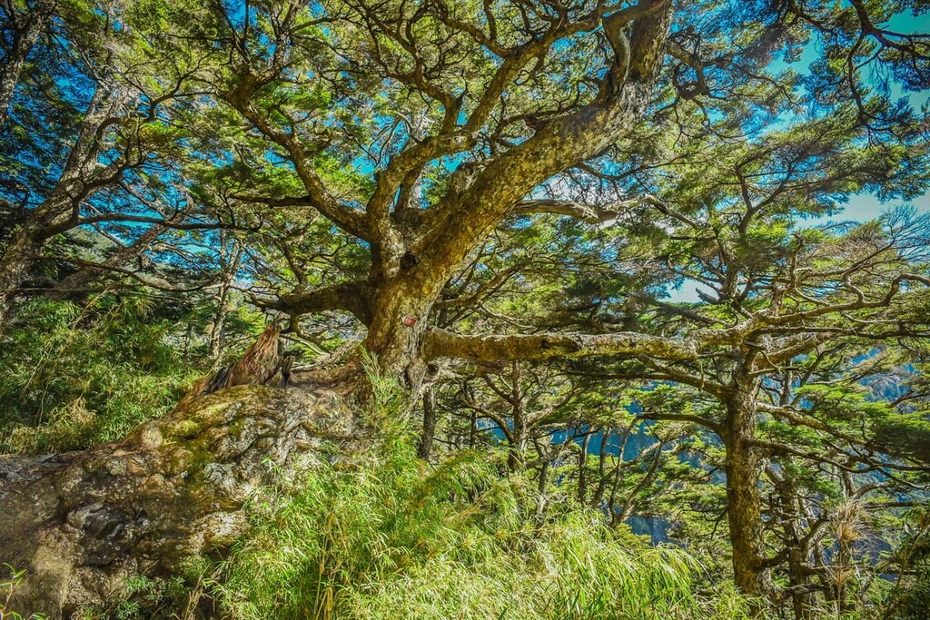 Hemlock, Taipingshan National Forest Recreation Area, Taiwan