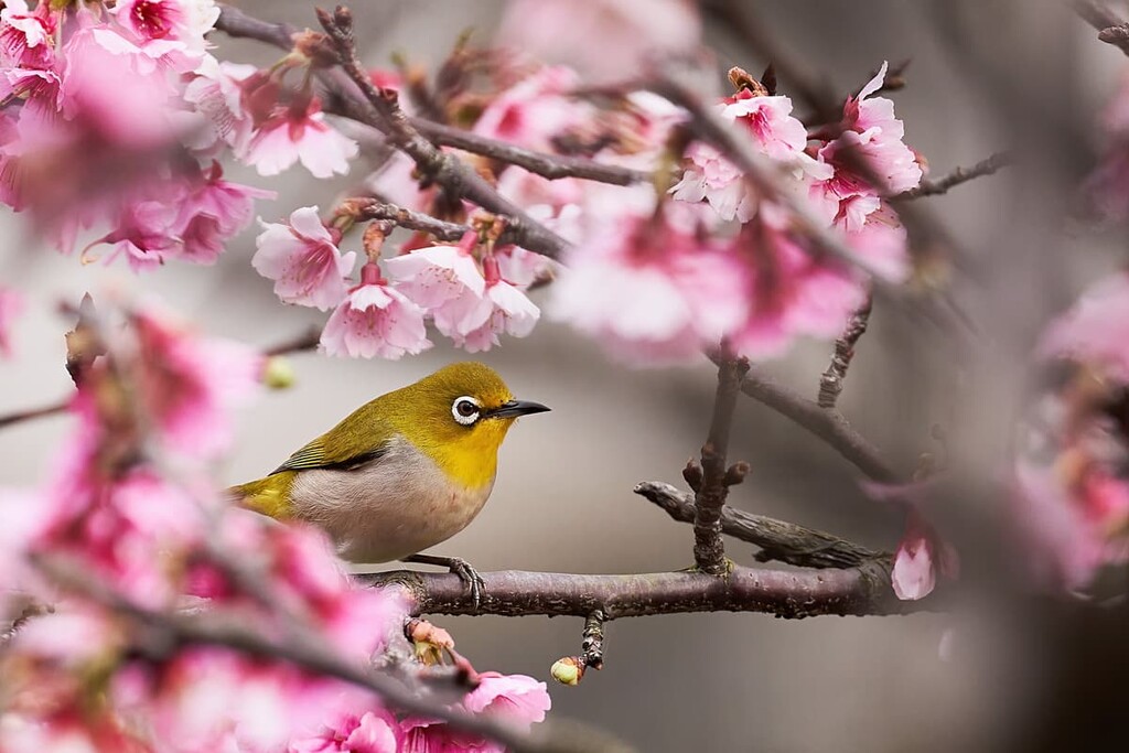 Swinhoe bird, Taipingshan National Forest Recreation Area, Taiwan