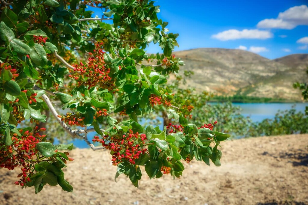 Pistachio tree, Tajikistan