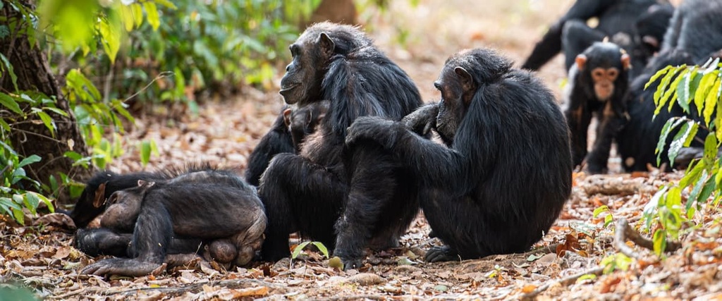 Gombe National Park, Tanzania