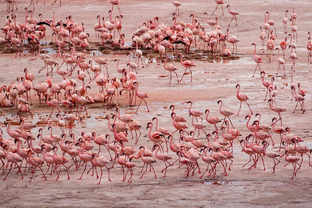  Lake Natron, Tanzania