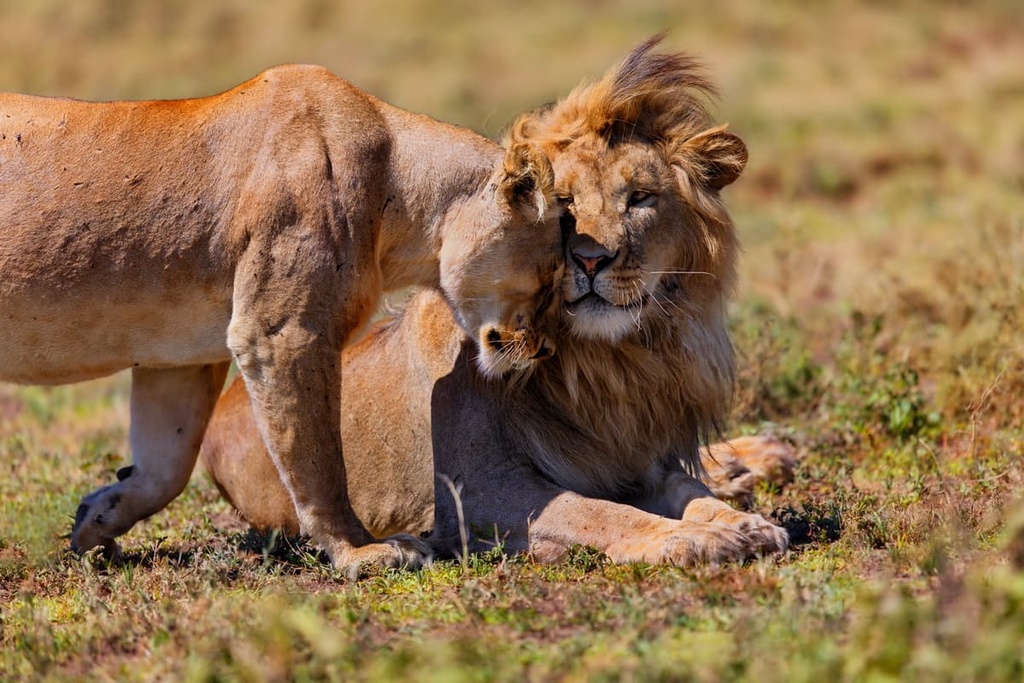  Lions in the heat of Ngorongoro Conservation Area, Tanzania