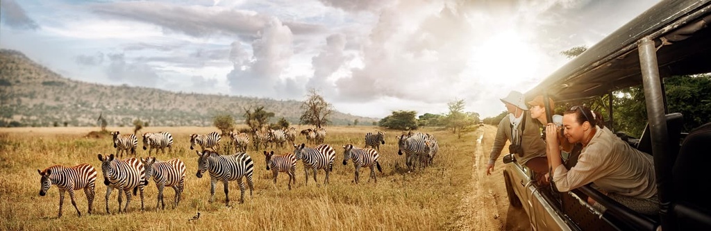wild zebras on safari, Tanzania