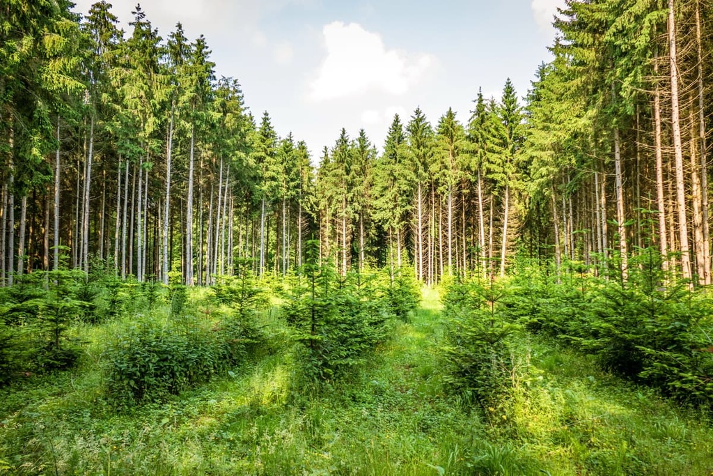Tara National Park, Serbia