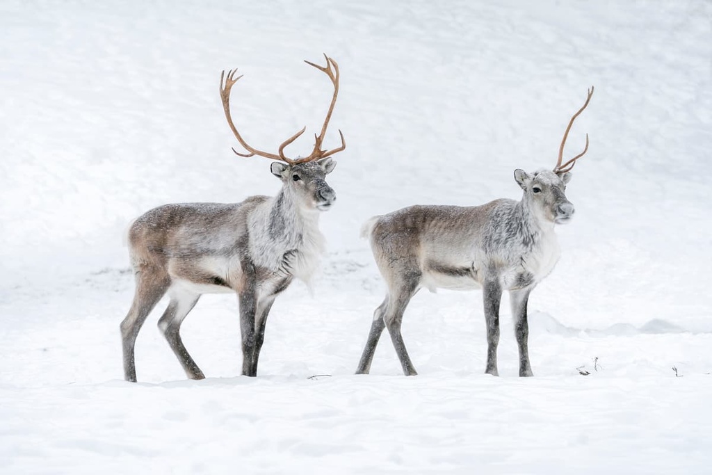Reindeers, Tarvantovaara Wilderness Area, Lapland, Finland