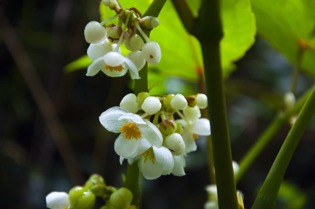 Tengjhih National Forest Recreation Area, Taiwan
