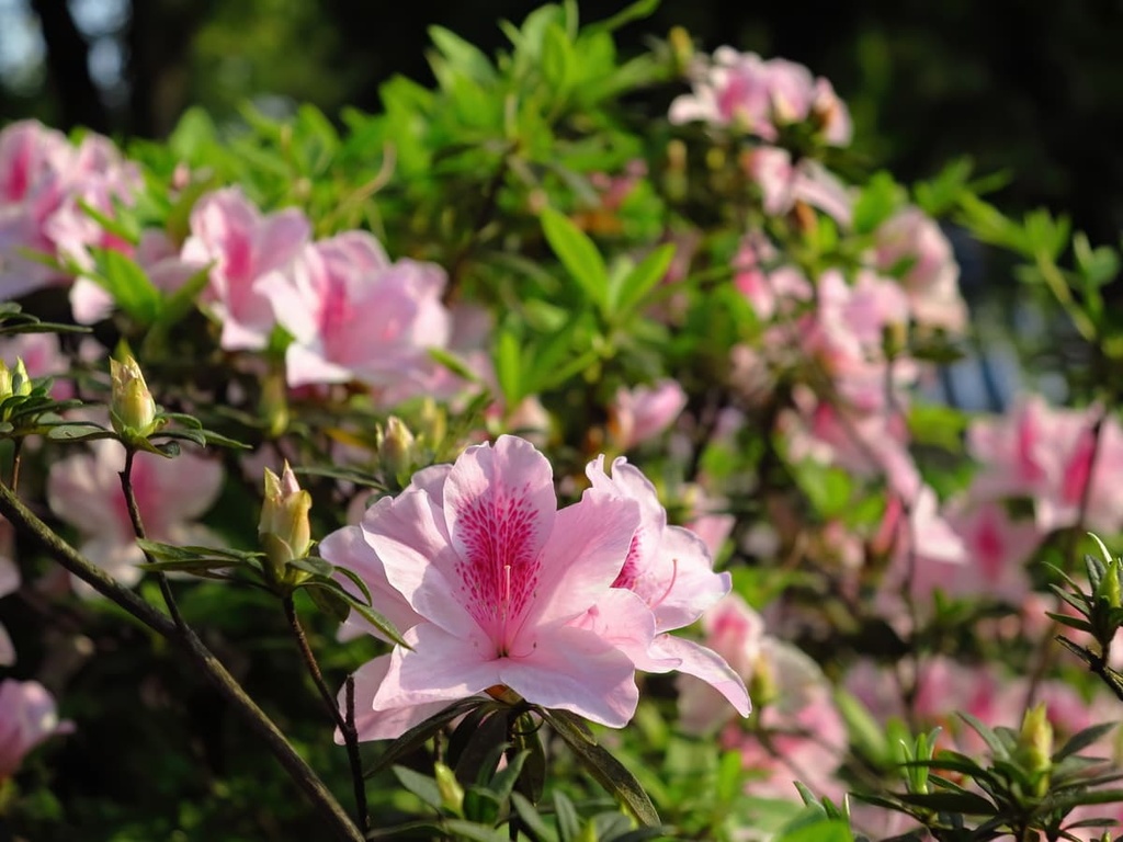 Tengjhih National Forest Recreation Area, Taiwan