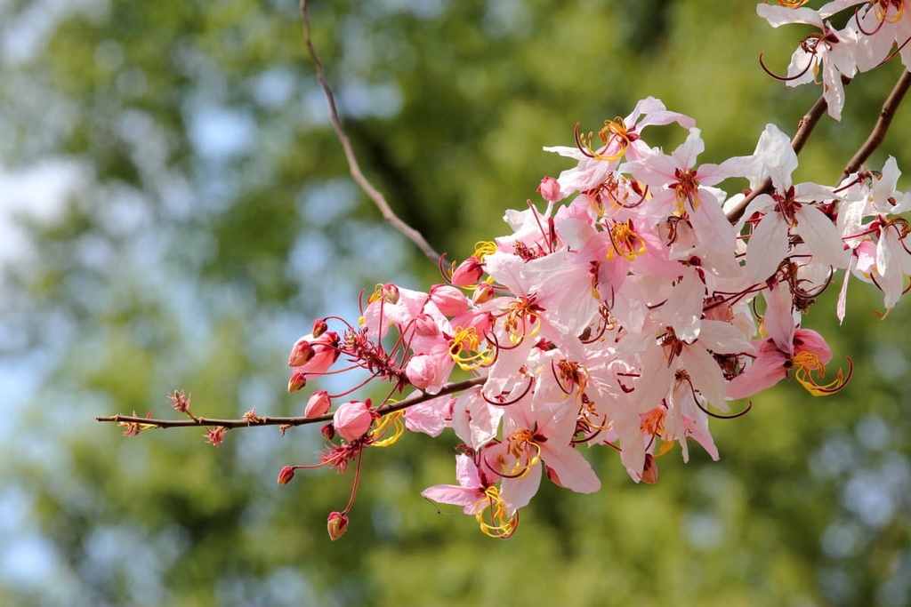 Tengjhih National Forest Recreation Area, Taiwan