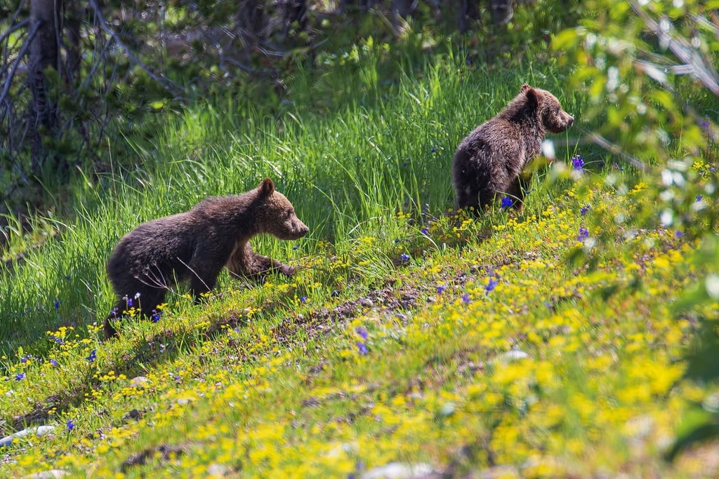 Grizzly bear cubs,Teton Wilderness Area, Wyoming