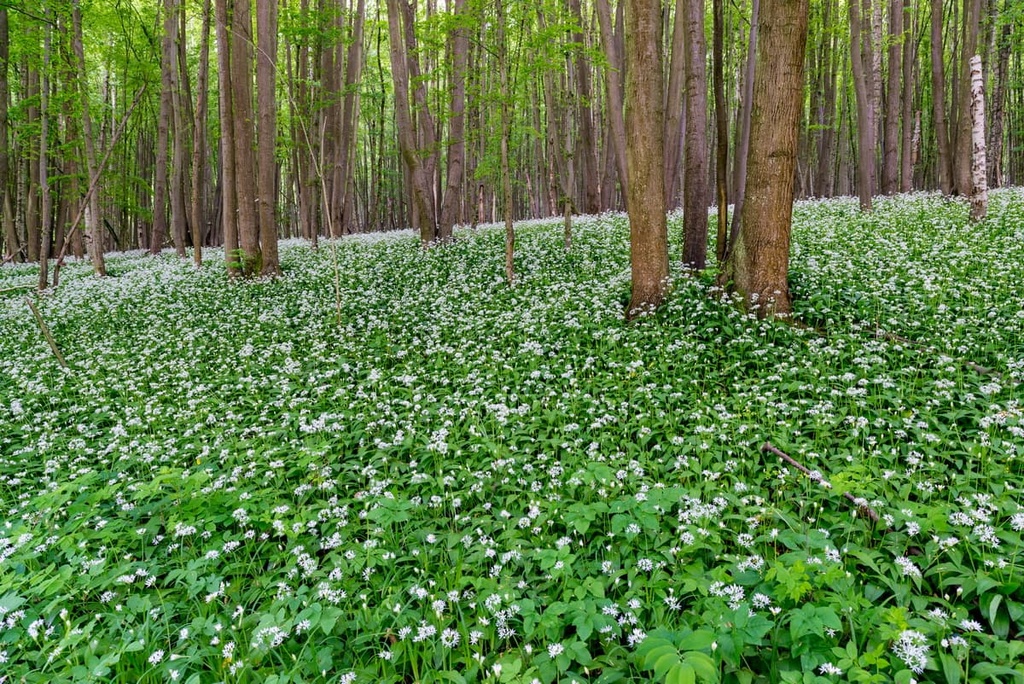 Austria Thayatal National Park