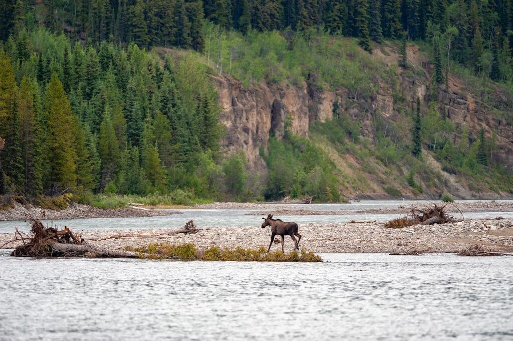 Spatsizi Plateau Wilderness Provincial Park. Stikine in British Columbia