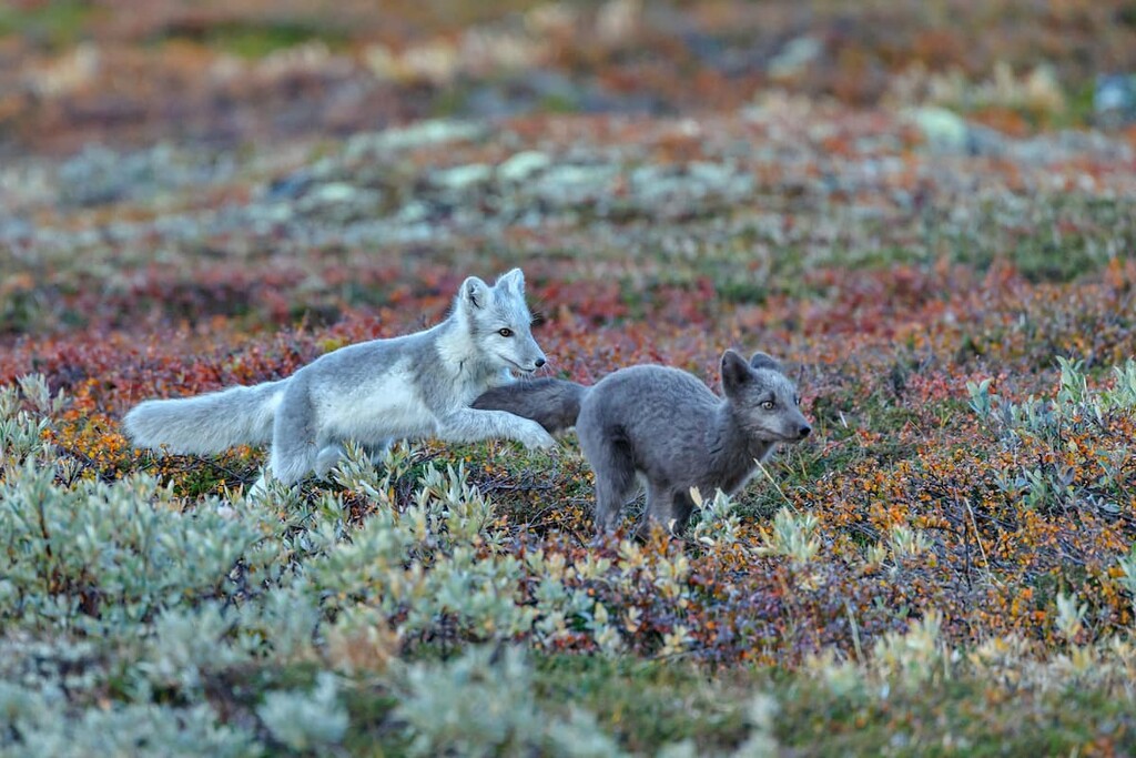 Arctic fox, Thingvellir National Park, Iceland