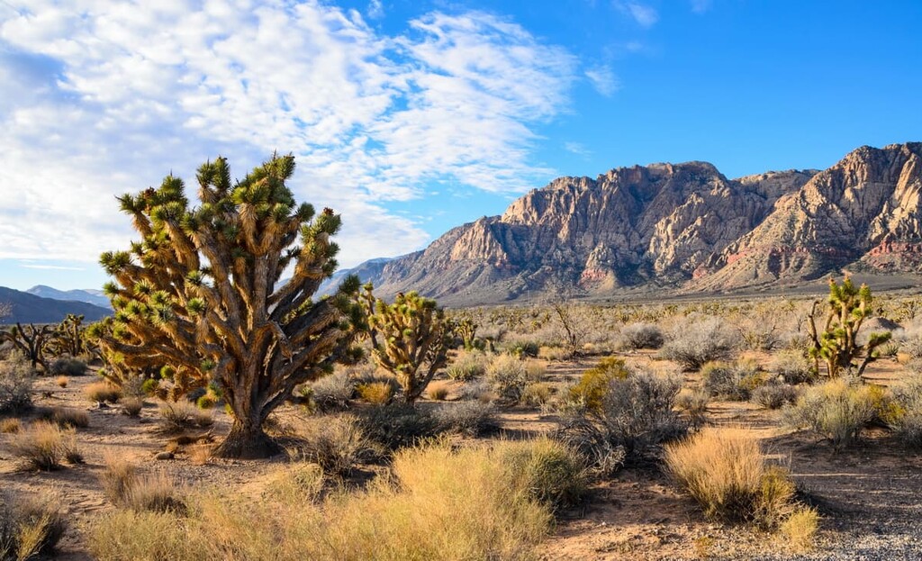 Toiyabe National Forest