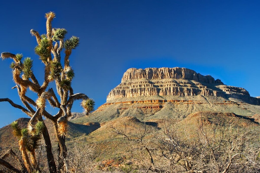 Table Mountain, Toiyabe National Forest, Nevada, USA