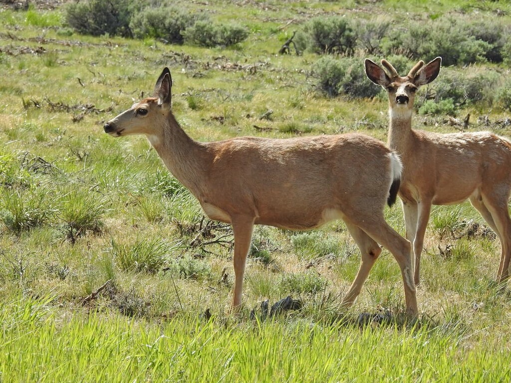 mule deer, Nevada, Toiyabe National Forest, us