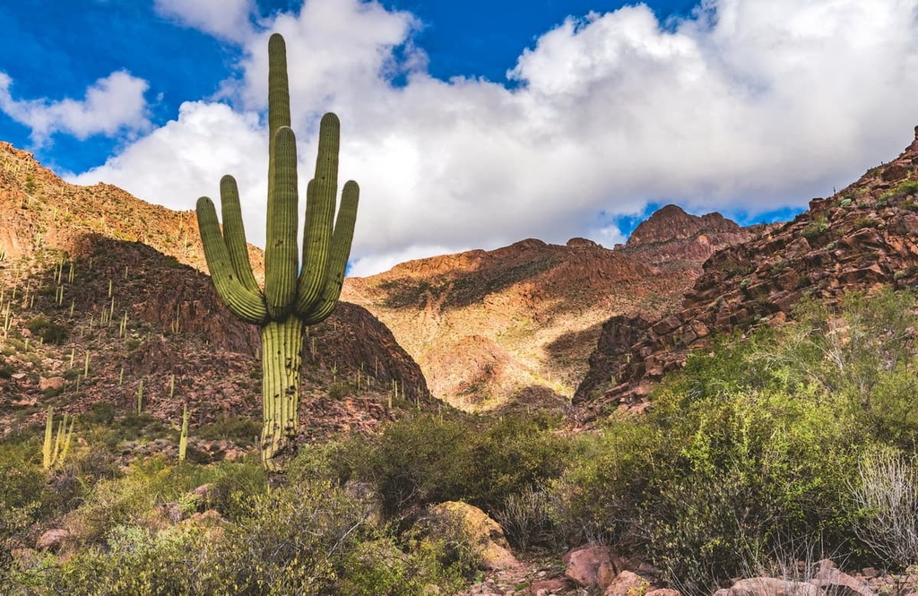Tonto National Forest