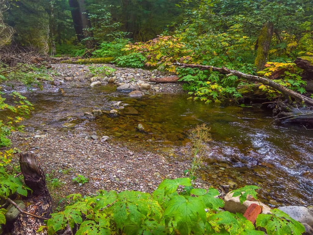 Trapper Creek Wilderness, Washington
