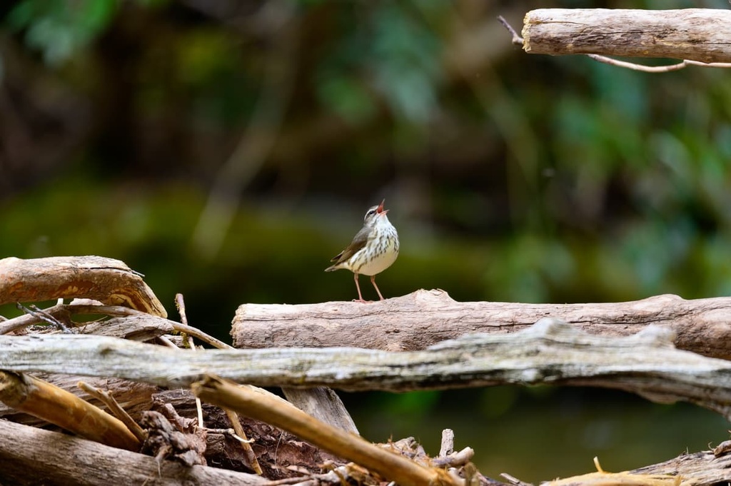 Tray Mountain Wilderness, Georgia