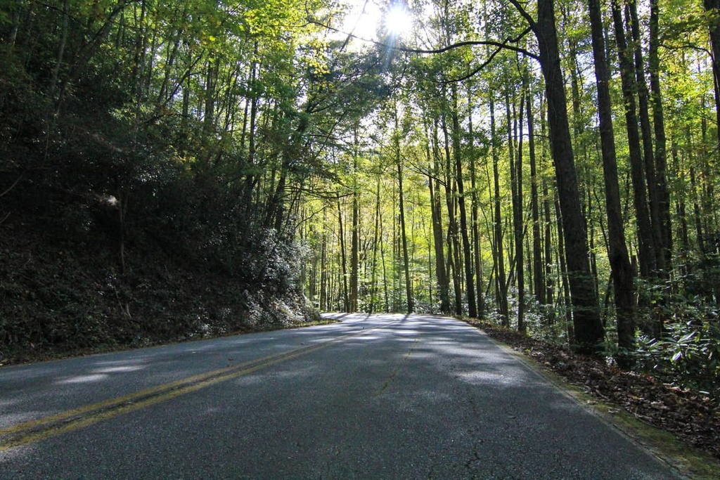 Tray Mountain Wilderness, Georgia