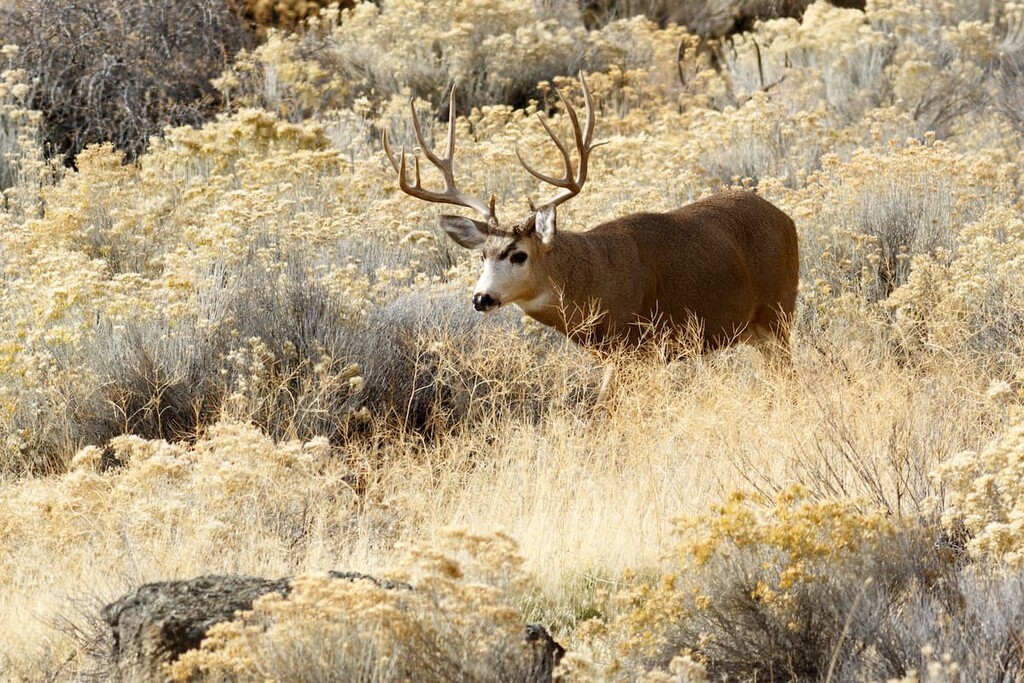 Tule Lake National Wildlife Refuge, California