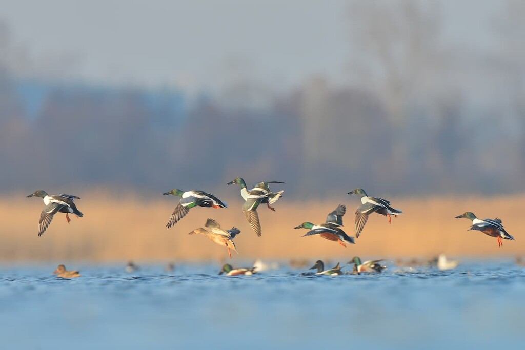 Goose, Tule Lake National Wildlife Refuge, California