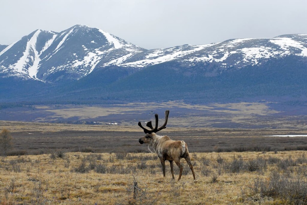 Reindeer in Todja tundra, Tuva