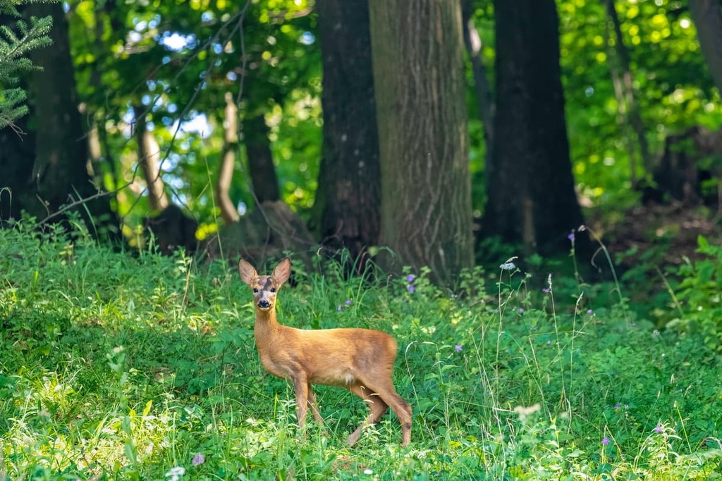 Učka Nature Park, Croatia