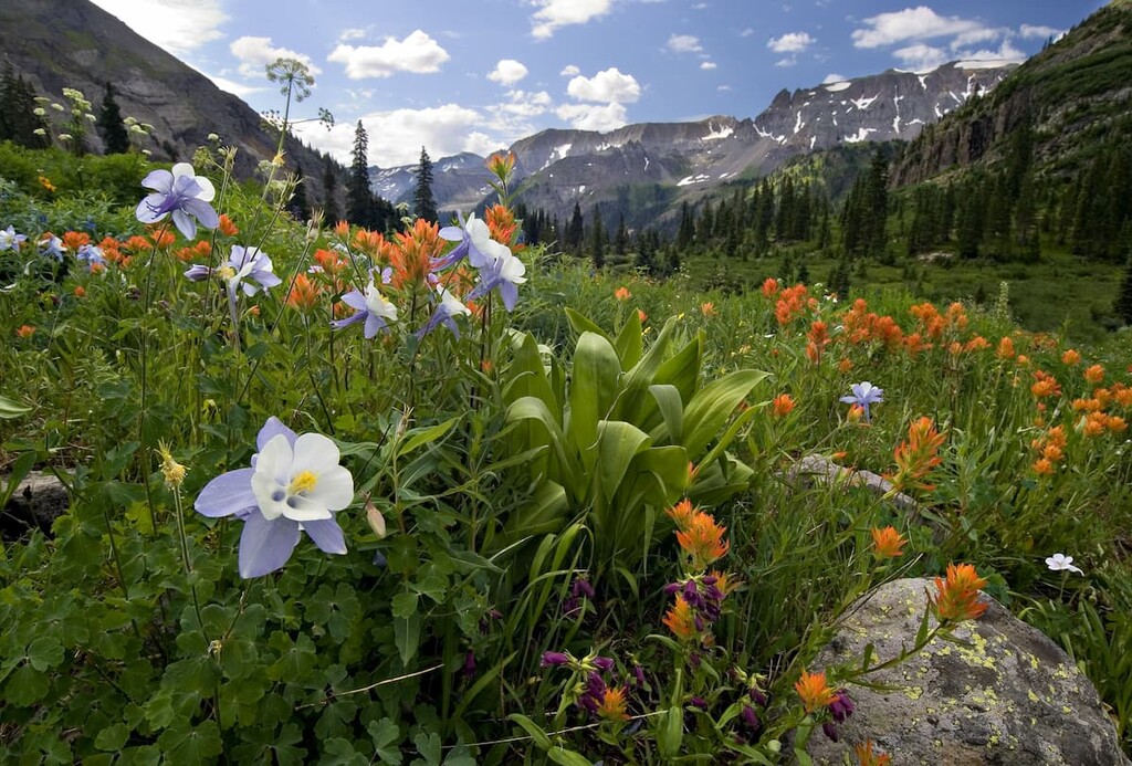 Yankee Boy Basin, Uncompahgre National Forest, Colorado