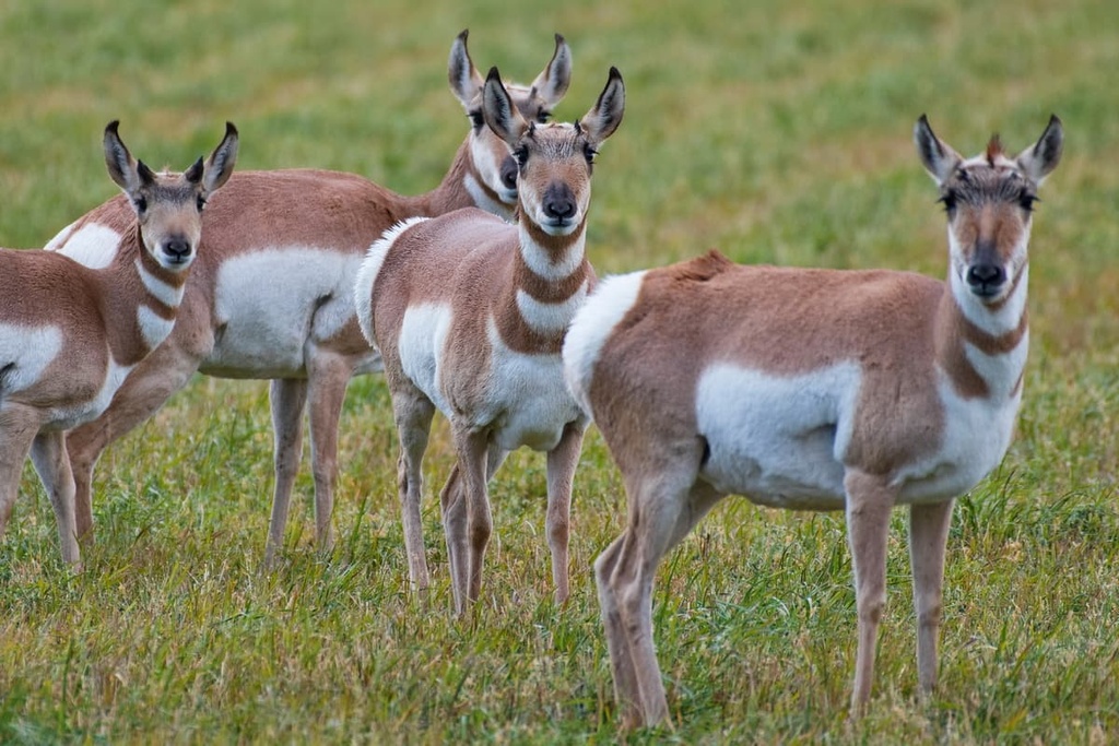pronghorn antelope, Uncompahgre Plateau, Colorado
