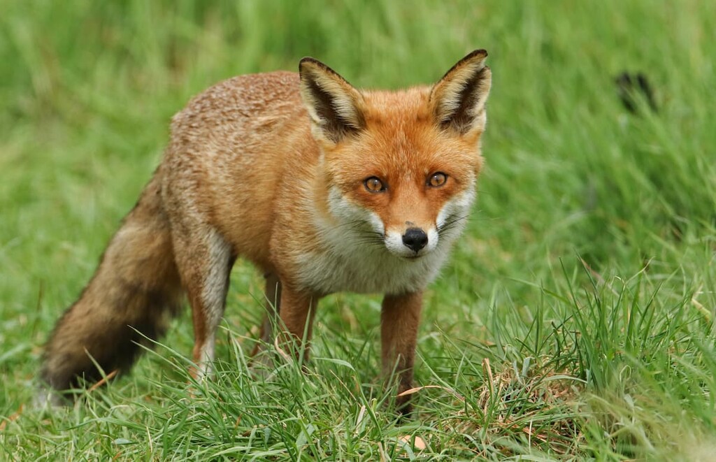 Unicoi Mountains, North Carolina, Tennessee