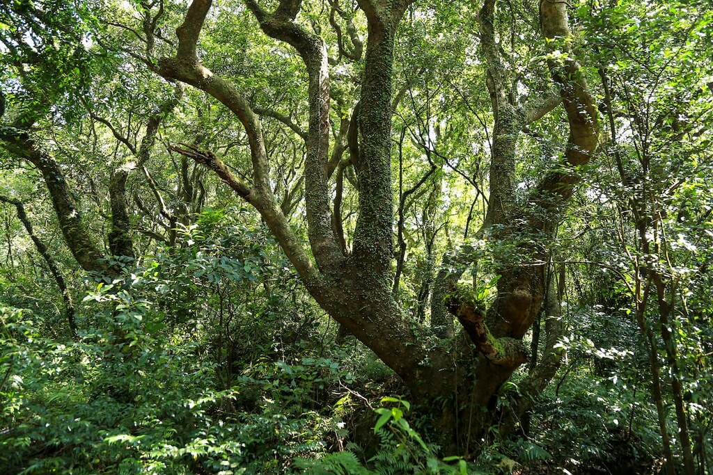 Upper Masu River Special Conservation Area, Taiwan