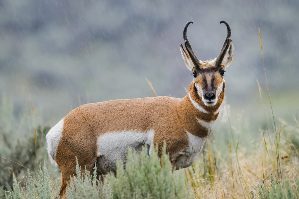 Pronghorn antelopes, Upper Missouri River Breaks National Monument, Montana