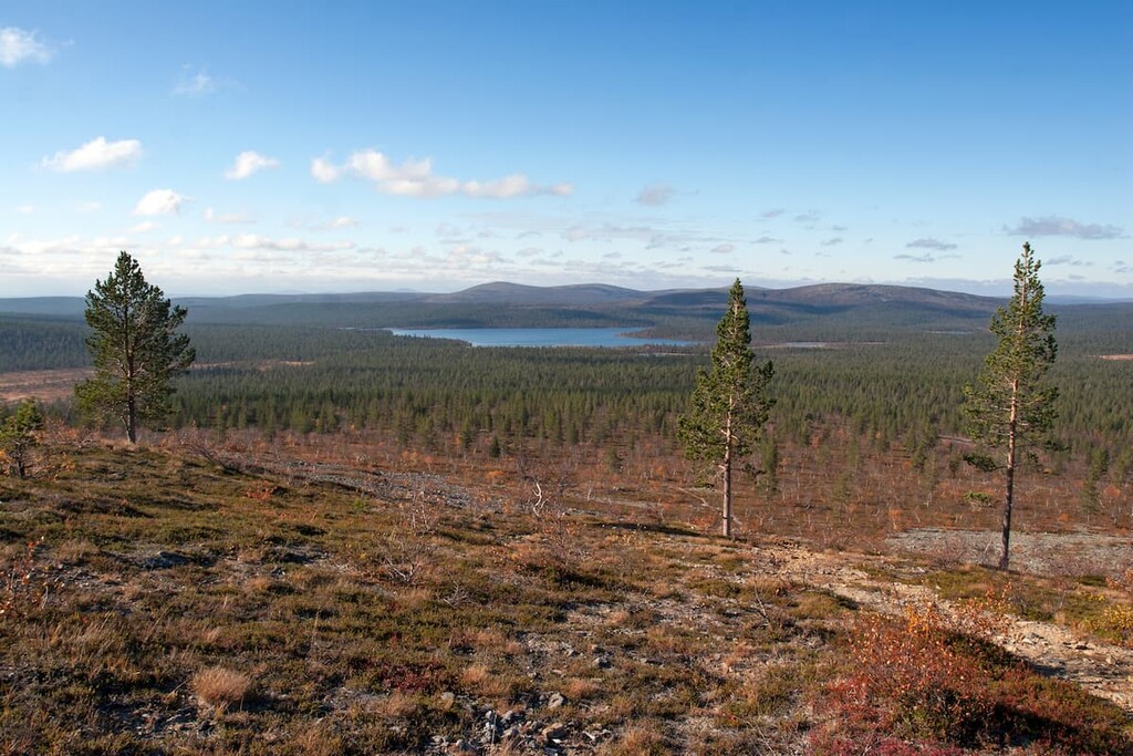 Taiga Forest. Urho Kekkonen National Park, Finland