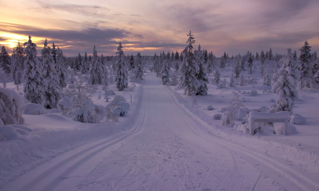 Taiga Forest. Urho Kekkonen National Park, Finland
