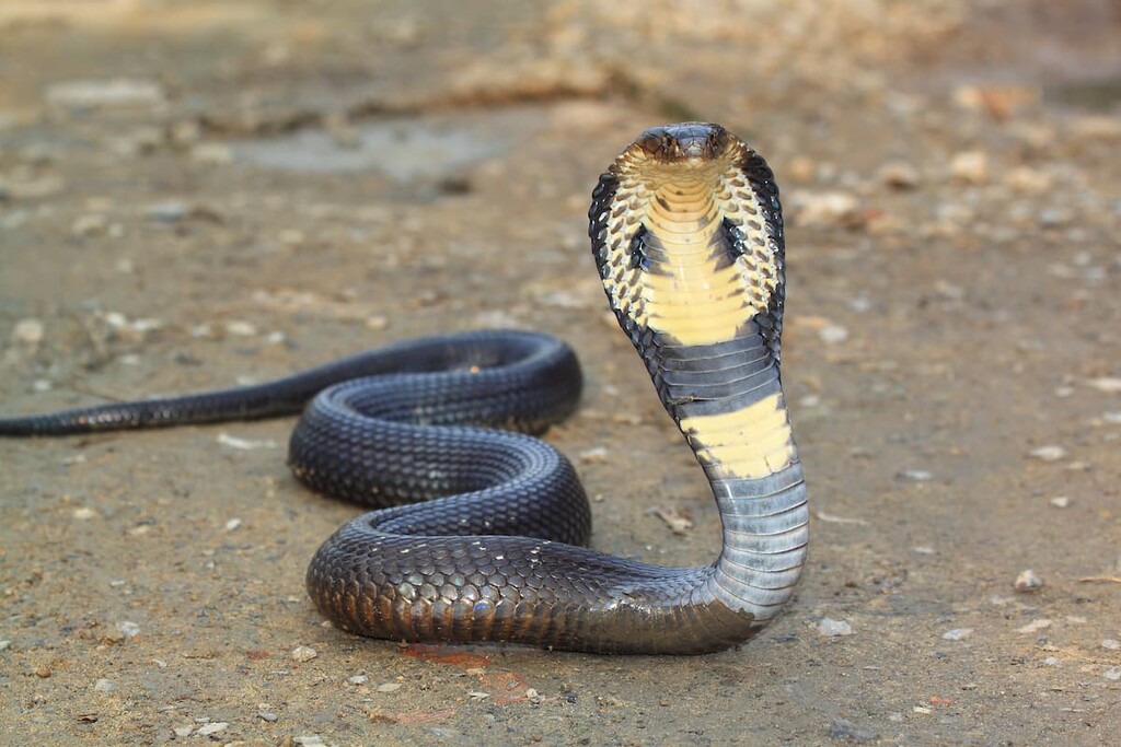 Uzbekistan,  Cobra