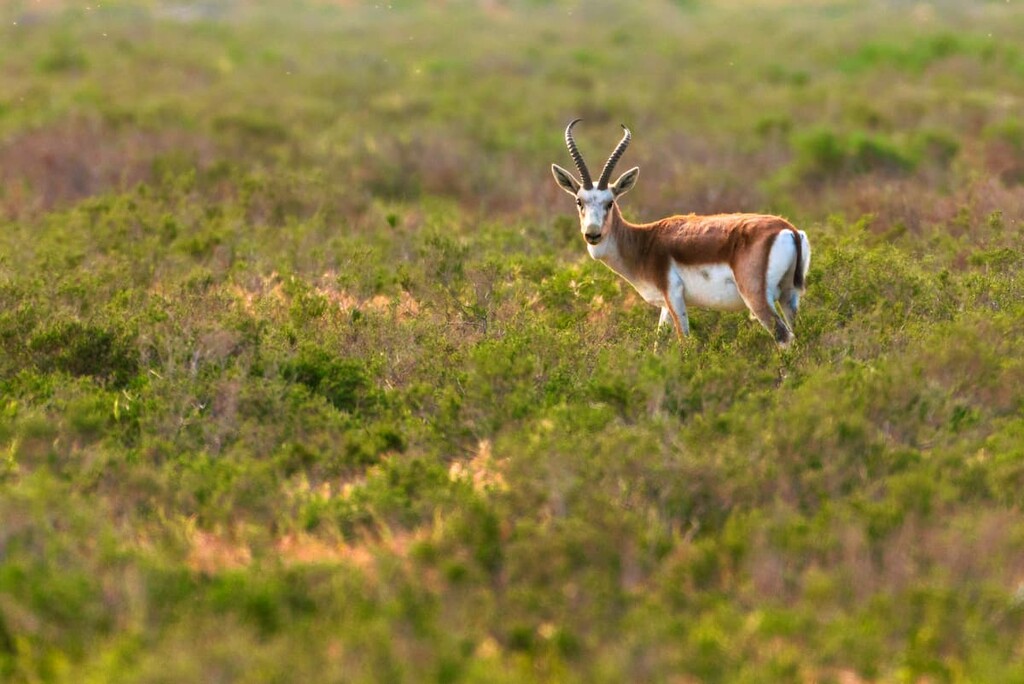 Uzbekistan, Goitered gazelle