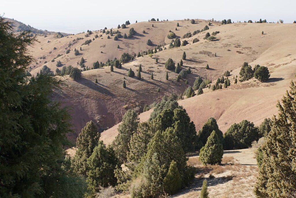 Uzbekistan, Juniper forest