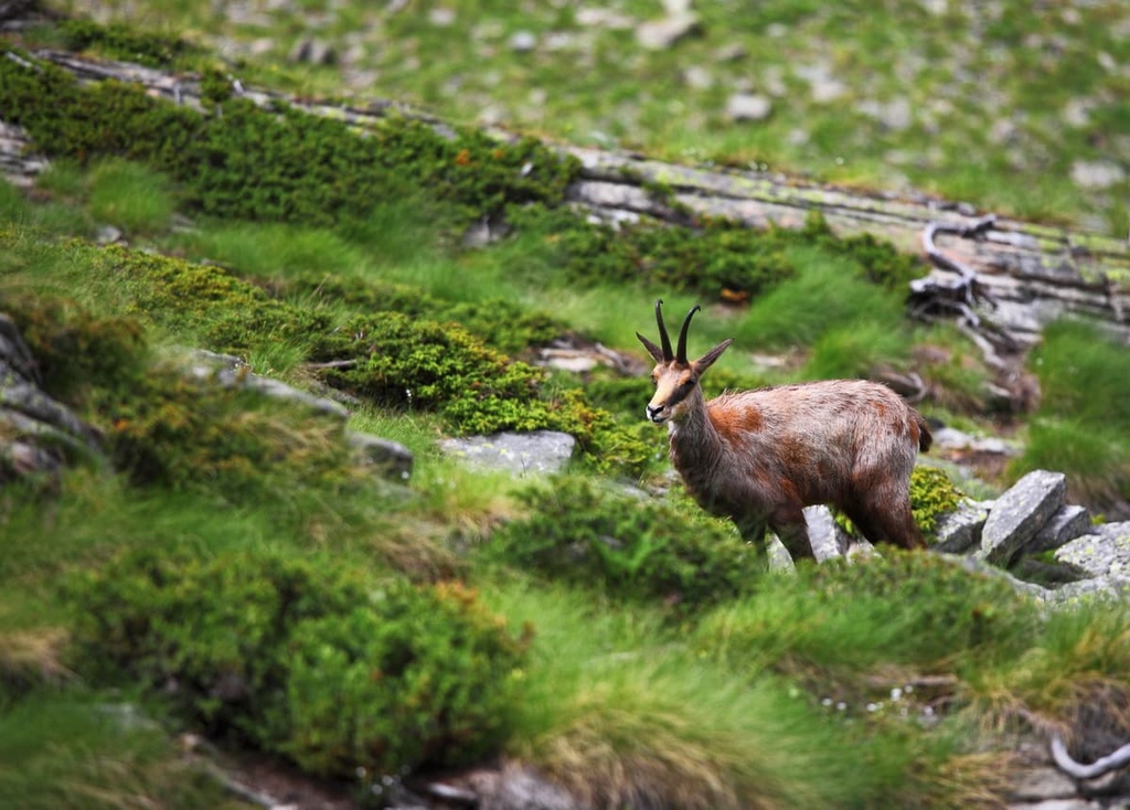 Wild chamois, Val Grande National Park, Italy