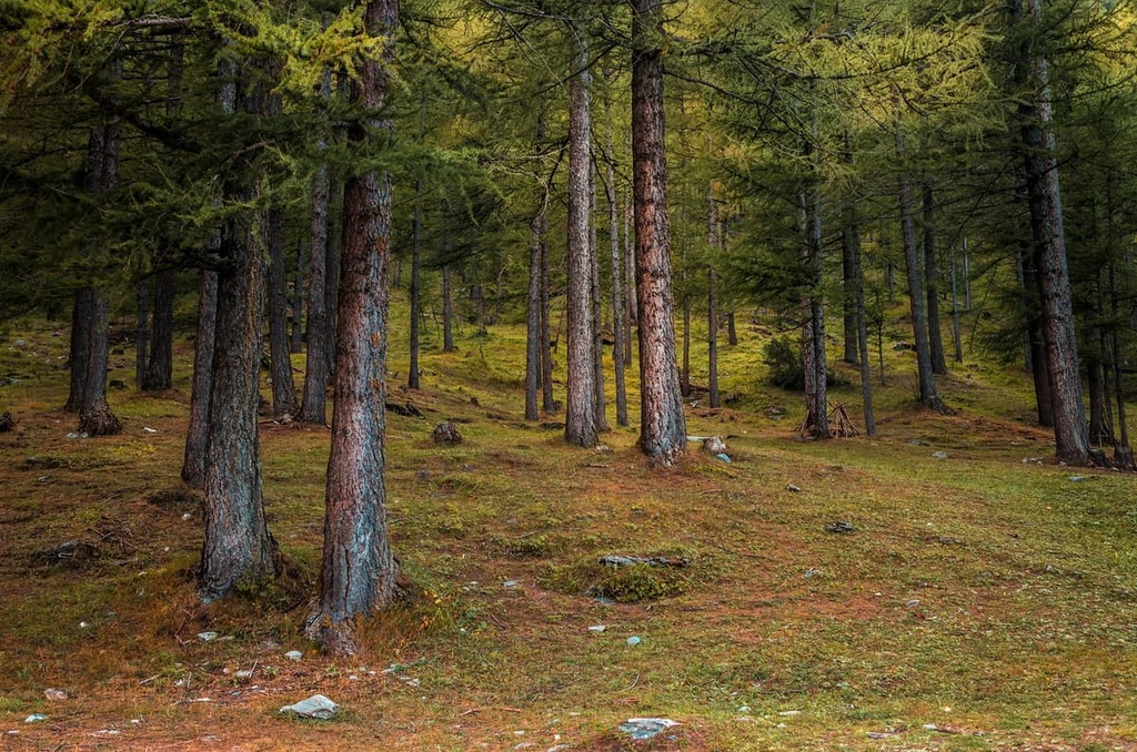 Val Troncea Natural Park, Italy