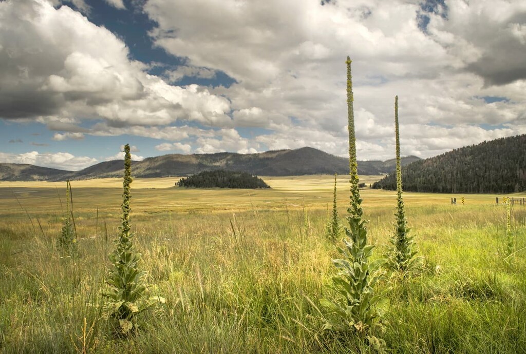 Valles Caldera National Preserve, New Mexico