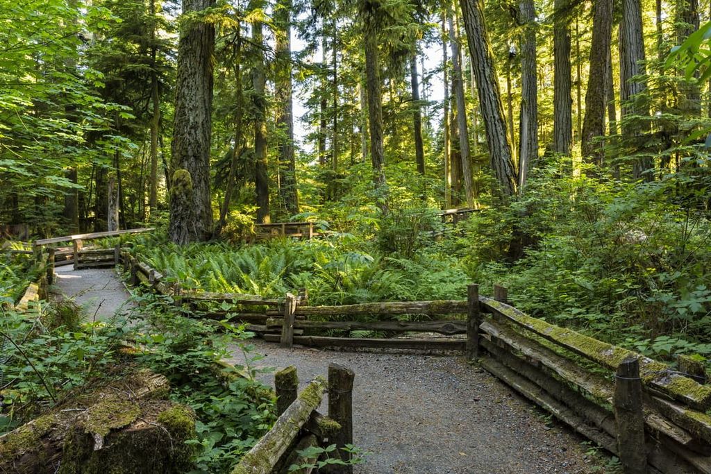 Cathedral Grove, Vancouver Island Ranges, British Columbia