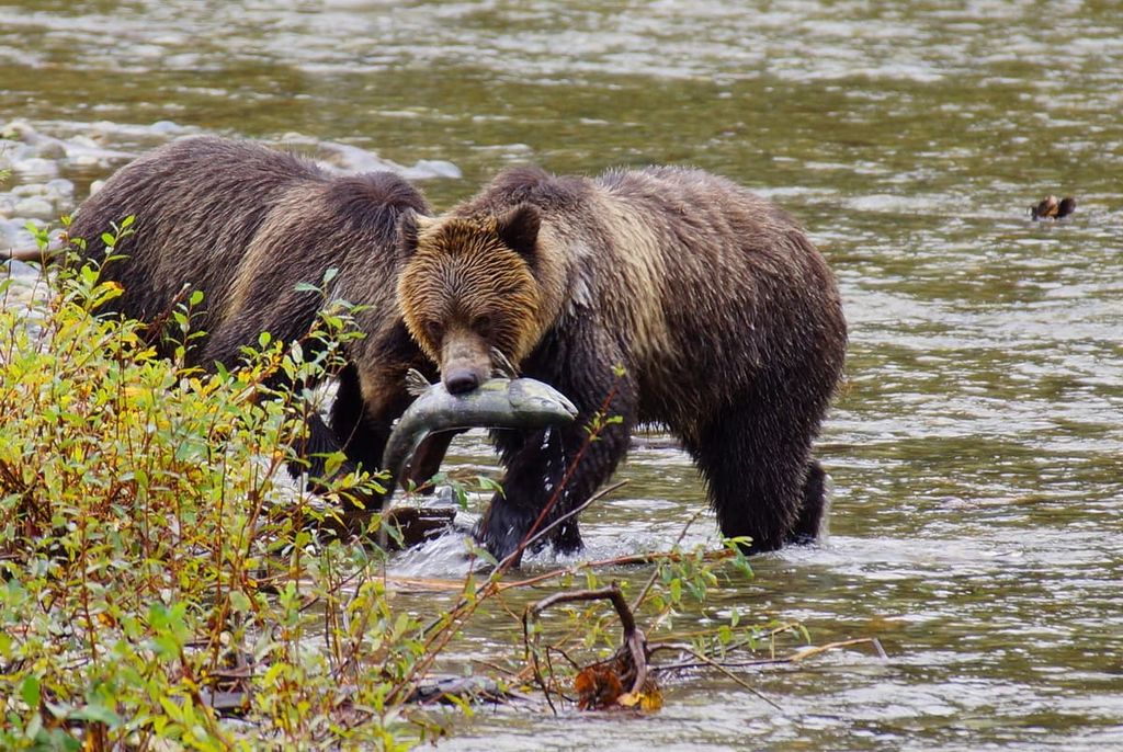 Grizzly bear, Vancouver Island Ranges, British Columbia