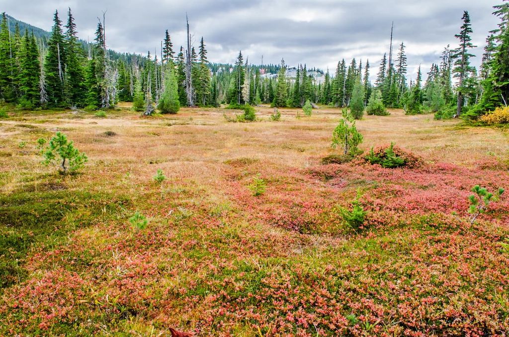 Paradise Meadows Loop, Vancouver Island Ranges, British Columbia