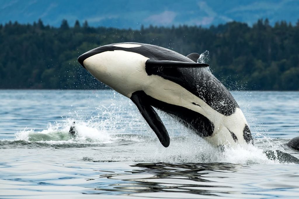 orca whale, Vancouver Island Ranges, British Columbia