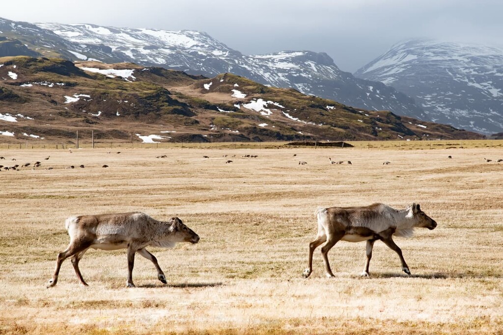 Reindeer, Vatnajökull National Park, Iceland