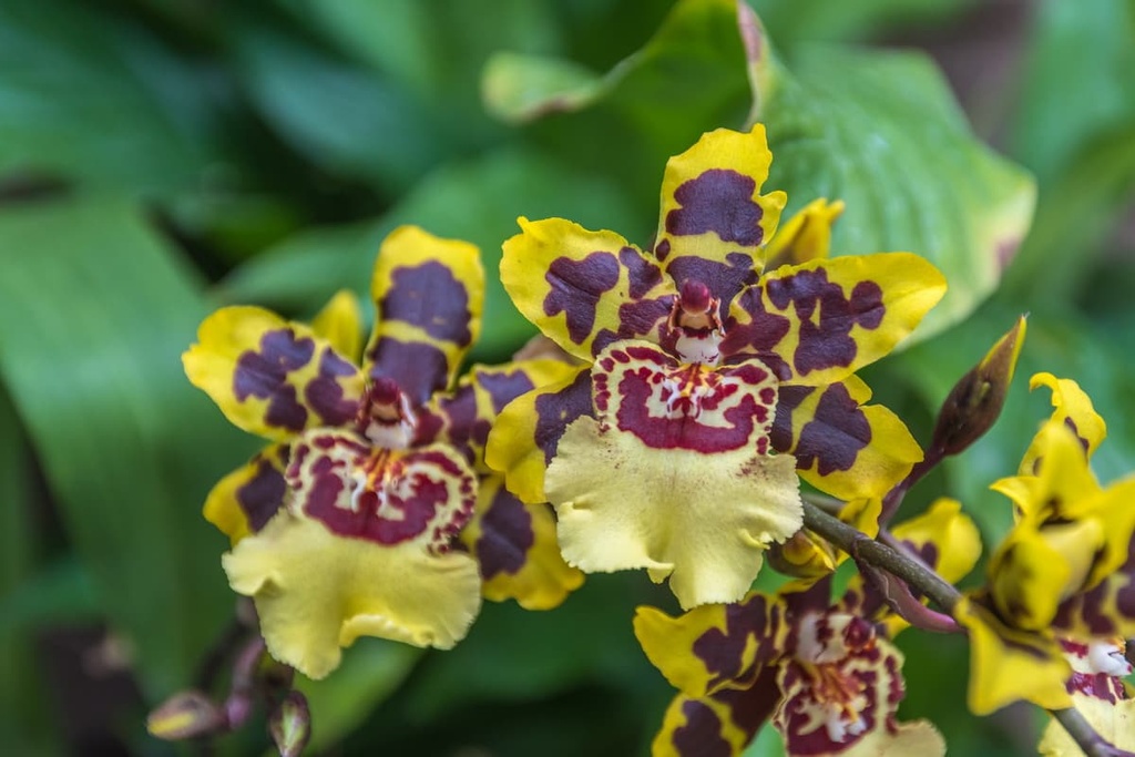 Veneto, Oncidium orchid or golden shower orchid 