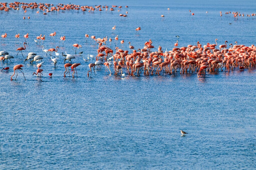 Flamingos at a tropical coastal lagoon in the Caribbean, Venezuela